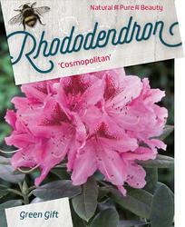Rododendron (T) 'Cosmopolitan'-Rhododendron (T) 'Cosmopolitan' - 1