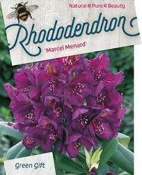 Rododendron (T) 'Marcel Menard' – Rhododendron (T) 'Marcel Menard' - 1