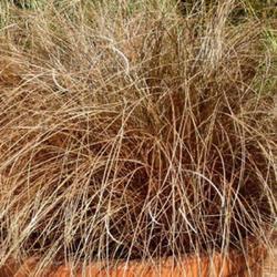 Ostřice chocholatá 'Bronco' - Carex comans 'Bronco
