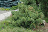Borovice vejmutovka 'Macopin' - Pinus strobus 'Macopin'















 - 1/2