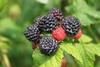 Maliník obecný 'Black Jewel' - Rubus idaeus 'Black Jewel' - 1/2