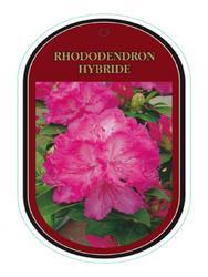 Rododendron (T) 'Eucharities' - Rhododendron (T) 'Eucharities' - 1
