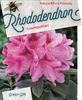 Rododendron (T) 'Cosmopolitan'-Rhododendron (T) 'Cosmopolitan' - 1/3