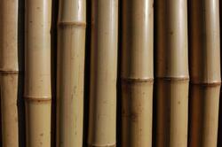 Tyč bambusová 105 cm tl. 8-10 mm-POUZE OSOBNÍ ODBĚR