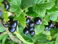 Rybíz černý 'Ojebyn' - Ribes nigrum 'Ojebyn' keřový










	



 - 1