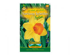 Narcis zahradní, velkokorunný FORTUNE 4ks