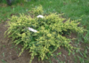 Jalovec šupinatý 'Dream Joy' - Juniperus squamata 'Dream Joy'










 - 2/2