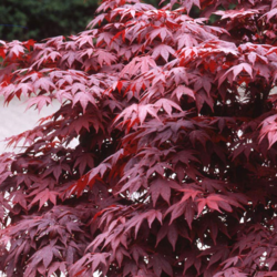 Javor dlanitolistý 'Bloodgood' - Acer palmatum 




















 - 2
