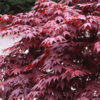 Javor dlanitolistý 'Bloodgood' - Acer palmatum 




















 - 2/3