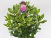Rododendron (T) 'Claudine' -Rhododendron (T) 'Claudine'  - 2/2