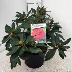 Rododendron 'Halfdan Lem' – Rhododendron 'Halfdan Lem'



 - 2