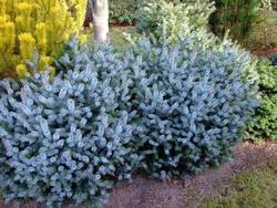 Smrk sitka 'Silberzwerg' - Picea sitchensis 'Silberzwerg'















 - 2