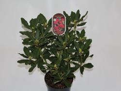 Rododendron (T) 'Nova Zembla' – Rhododendron (T) 'Nova Zembla'  - 2