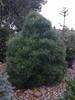 Borovice černá 'Nana Würstle' - Pinus nigra 'Nana Würstle' - 2/3
