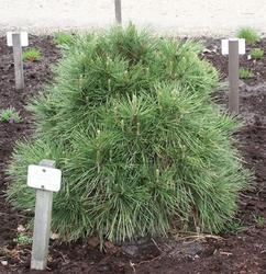 Borovice černá 'Nana Würstle' - Pinus nigra 'Nana Würstle' - 2