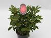 Rododendron (T) 'Sun Fire' ® – Rhododendron (T) 'Sun Fire' ®  - 2/2