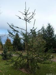 Smrk ztepilý 'Cranstonii' - Picea abies 'Cranstonii'
















 - 2