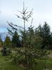 Smrk ztepilý 'Cranstonii' - Picea abies 'Cranstonii'
















 - 2/3
