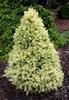 Smrk sivý 'J.W. Daisy´s White' - Picea glauca 'J.W. Daisy´s White' - 2/3