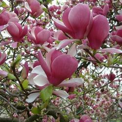 Šácholan Soulangeův 'Rustica Rubra' - Magnolia x soulangeana 'Rustica Rubra'

		

 - 2