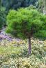 Borovice černá 'Bambino' - Pinus nigra 'Bambino'






 - 2/2