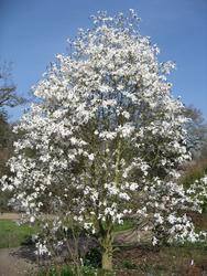Šácholan obnažený (Yulan) - Magnolia denudata (Yulan)
	

 - 2