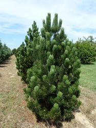 Borovice bělokorá 'Satellit' - Pinus leucodermis 'Satellit' 



 - 2