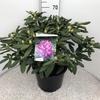 Rododendron 'Alfred' – Rhododendron 'Alfred'



 - 2/2