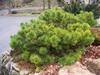 Borovice černá 'Hornibrookiana' - Pinus nigra 'Hornibrookiana' 


 - 2/3