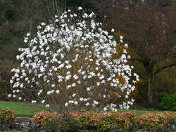 Šácholan hvězdokvětý 'Waterlily' - Magnolia stellata 'Waterlily'

		

 - 2