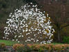 Šácholan hvězdokvětý 'Waterlily' - Magnolia stellata 'Waterlily'

		

 - 2/2