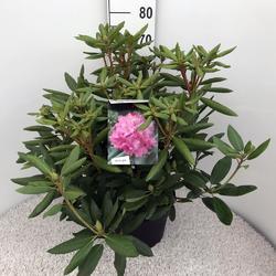 Rododendron 'Roseum Elegans' – Rhododendron 'Roseum Elegans' - 2