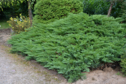 Jalovec chvojka 'Tamariscifolia' - Juniperus sabina 'Tamariscifolia'










 - 2