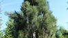 Borovice černá 'Fastigiata' - Pinus nigra 'Fastigiata'












 - 2/2