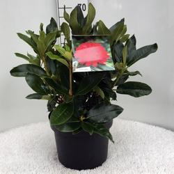 Rododendron 'Markeeta's Prize' – Rhododendron 'Markeeta's Prize'



 - 2