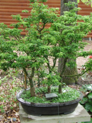Javor dlanitolistý 'Crispifolium' - Acer palmatum 

















 - 2