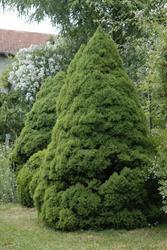 Smrk sivý 'Conica' - Picea glauca 'Conica' 




















 - 2