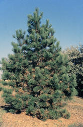 Borovice těžká - Pinus ponderosa



















 - 2