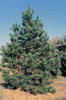 Borovice těžká - Pinus ponderosa



















 - 2/3