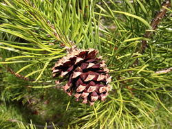 Borovice pokroucená - Pinus contorta






 - 2