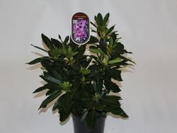 Rododendron (T) 'Kabarett' - Rhododendron (T) 'Kabarett' - 2