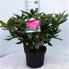Rododendron (T) 'Cosmopolitan'-Rhododendron (T) 'Cosmopolitan' - 2/3