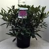 Rododendron (T) 'Marcel Menard' – Rhododendron (T) 'Marcel Menard' - 2/3