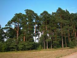 Borovice lesní - Pinus sylvestris 





















 - 2