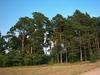 Borovice lesní - Pinus sylvestris 





















 - 2/3