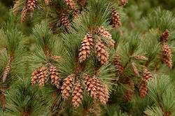 Borovice vejmutovka 'Macopin' - Pinus strobus 'Macopin'















 - 2