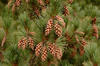 Borovice vejmutovka 'Macopin' - Pinus strobus 'Macopin'















 - 2/2