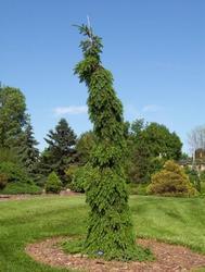 Smrk omorika 'Pendula'-Picea omorika 'Pendula'





















 - 2