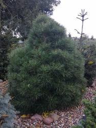 Borovice černá 'Nana Würstle' - Pinus nigra 'Nana Würstle' - 3