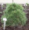 Borovice černá 'Nana Würstle' - Pinus nigra 'Nana Würstle' - 3/3